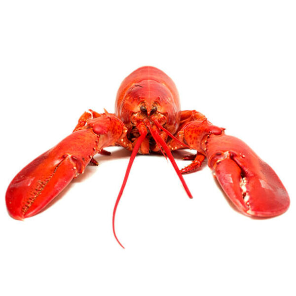 Maine Seafood & Fish Market: Maine Lobster, Seafood, Produce, Seafood ...