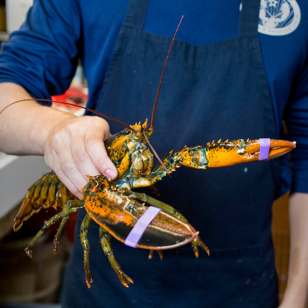 Fresh Maine Lobster Delivered To Your Door