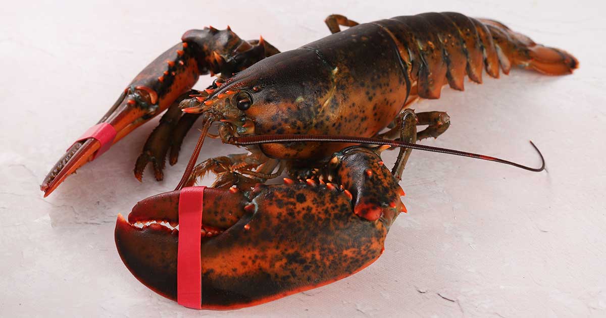 how long can cooked lobster stay out
