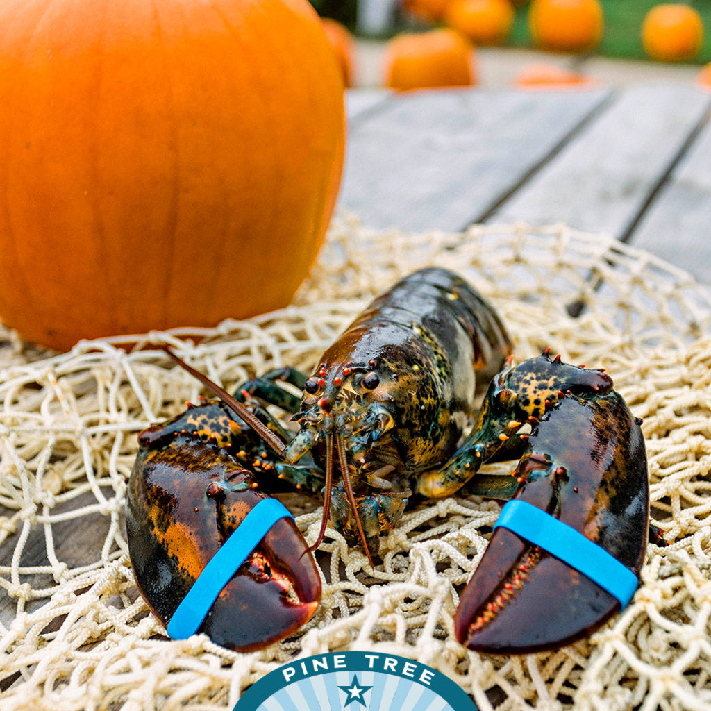 Maine lobster next to a pumpkin