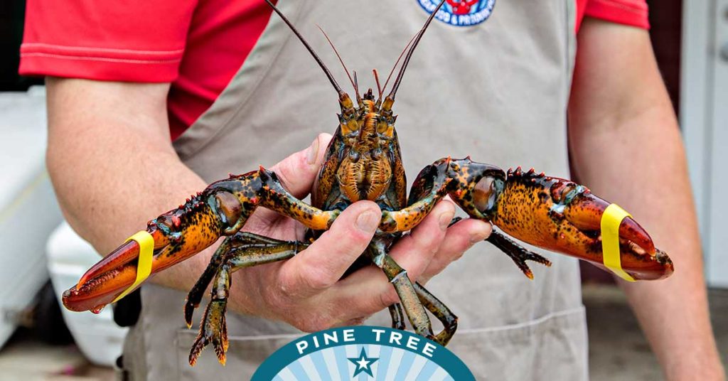 Holding a Maine fresh live lobster