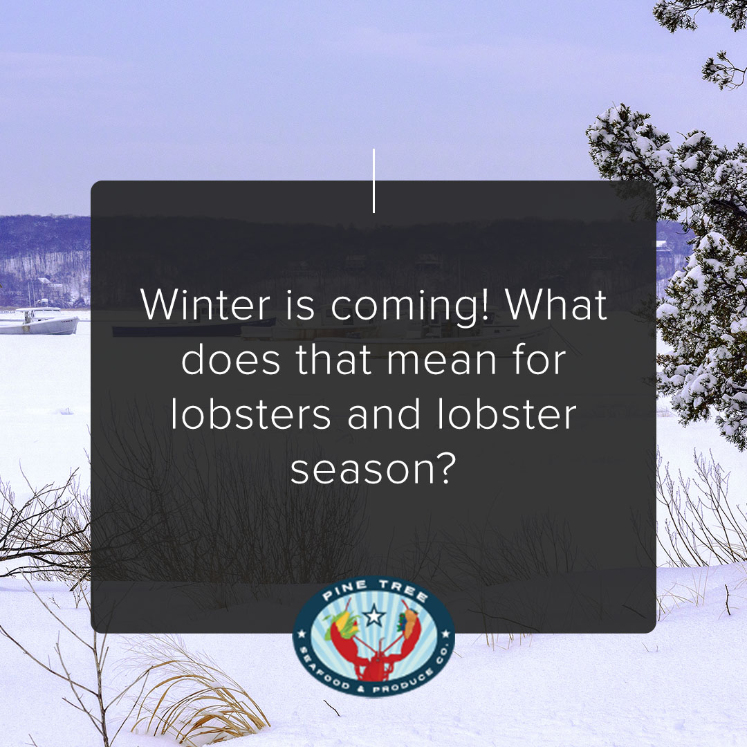 Winter is coming! What does that mean for lobsters and lobster season?