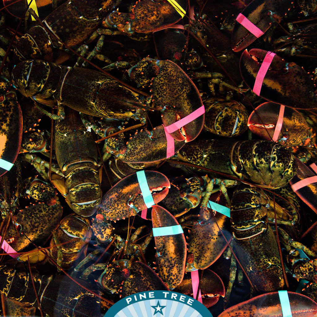 Lots of Maine Lobsters in a tank at Pine Tree Seafood.