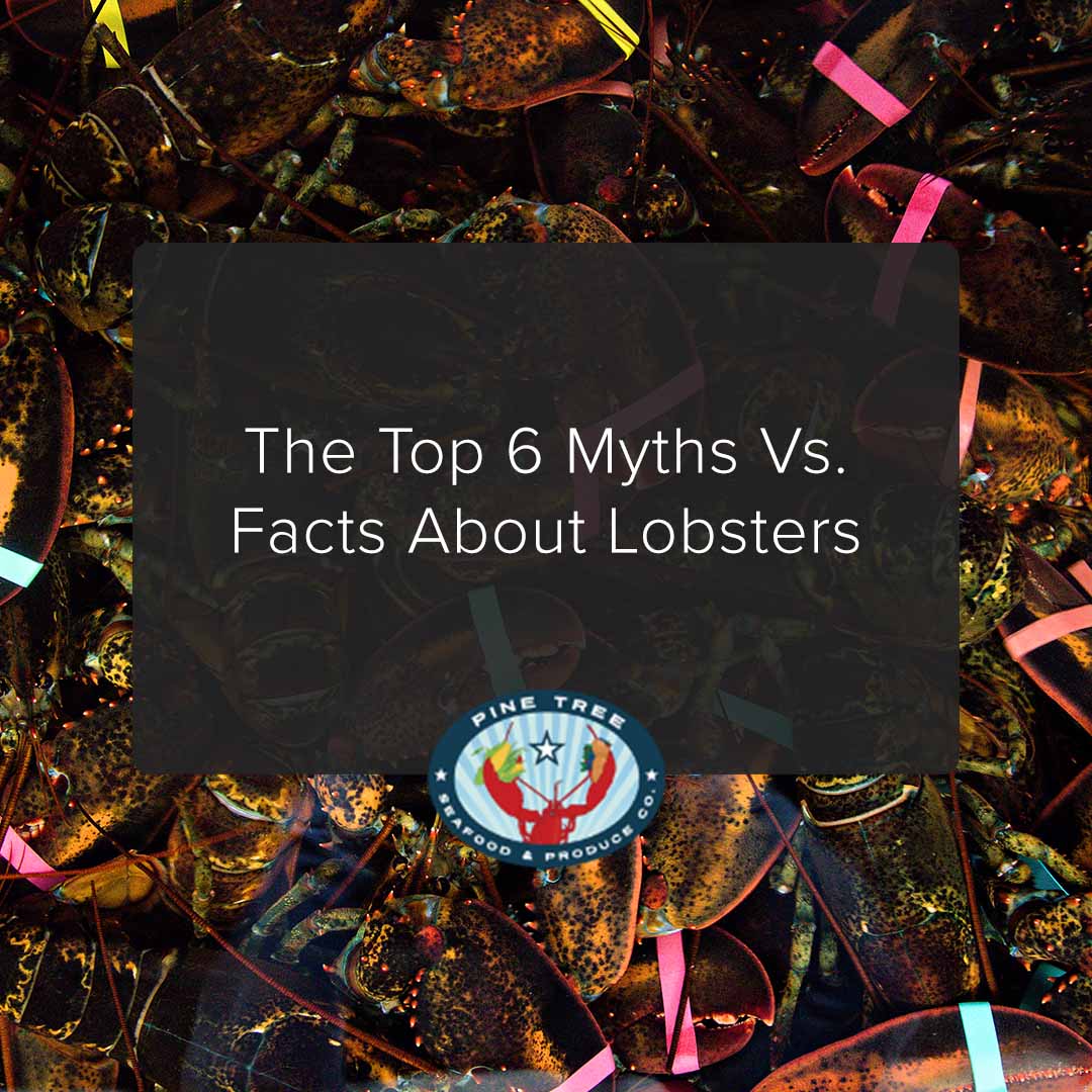 The Top 6 Myths vs. Facts About Lobsters