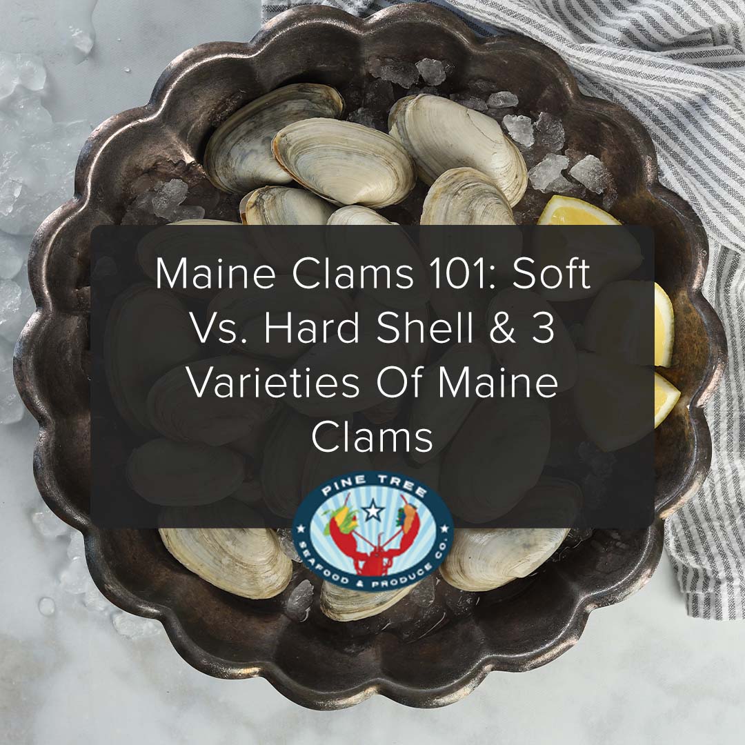 Maine Clams 101: Soft vs. Hard Shell & 3 Varieties of Maine Clams