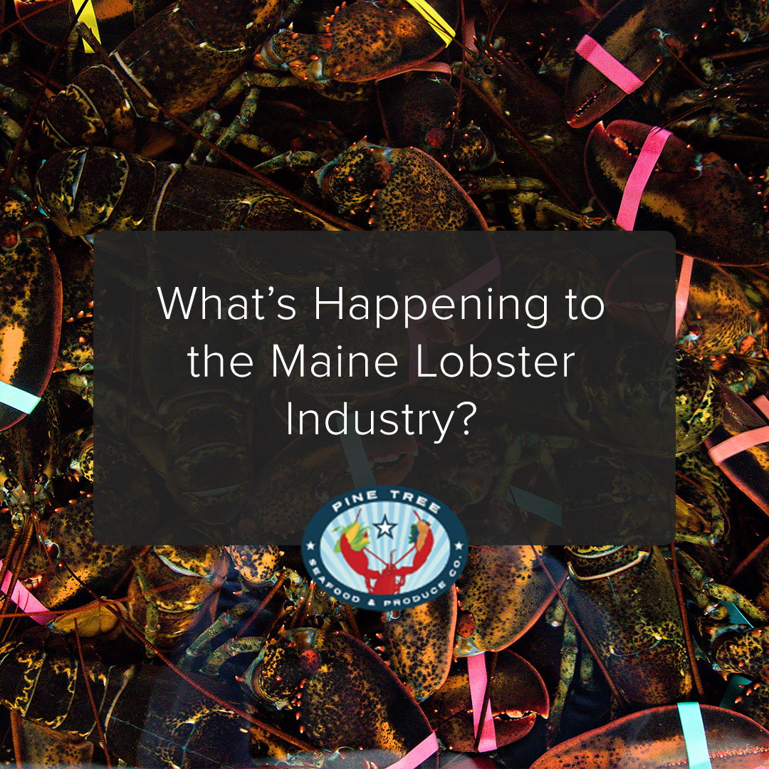 What’s Happening to the Maine Lobster Industry?