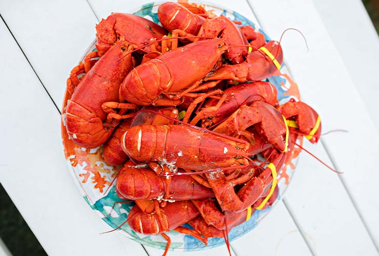 Pile of Maine lobster
