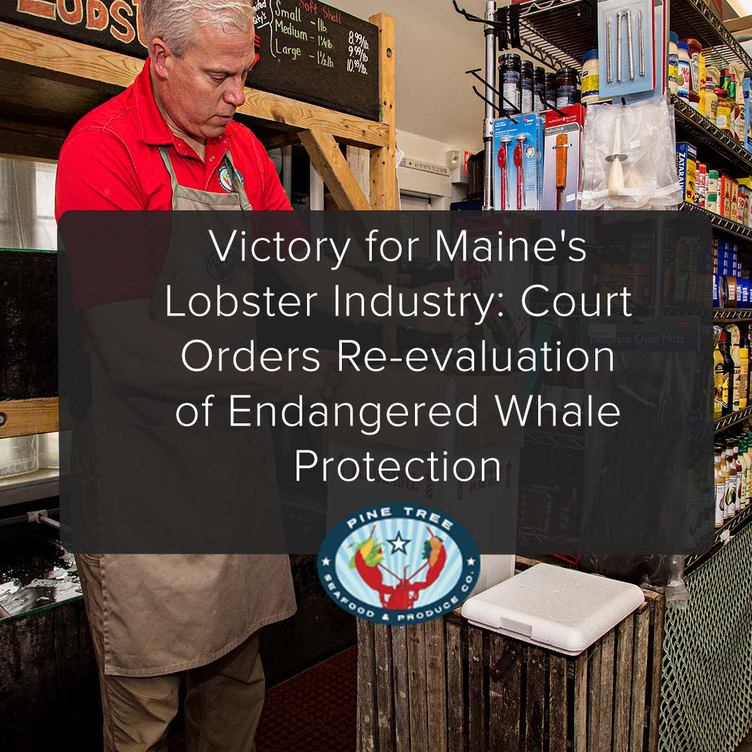 Victory for Maine’s Lobster Industry: Court Orders Re-evaluation of Endangered Whale Protection