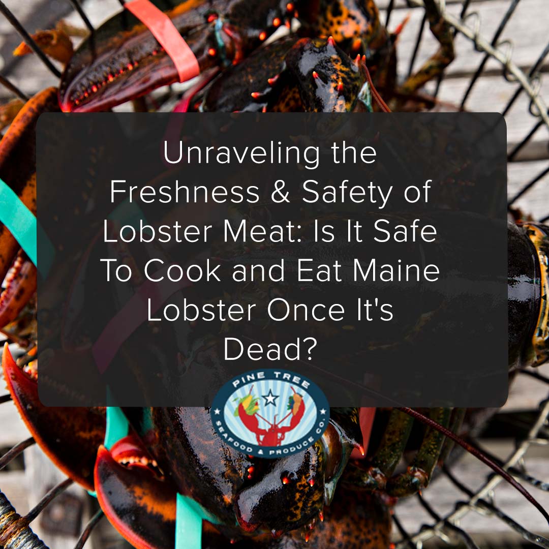 Unraveling the Freshness & Safety of Lobster Meat: Is It Safe To Cook and Eat Maine Lobster Once It’s Dead?