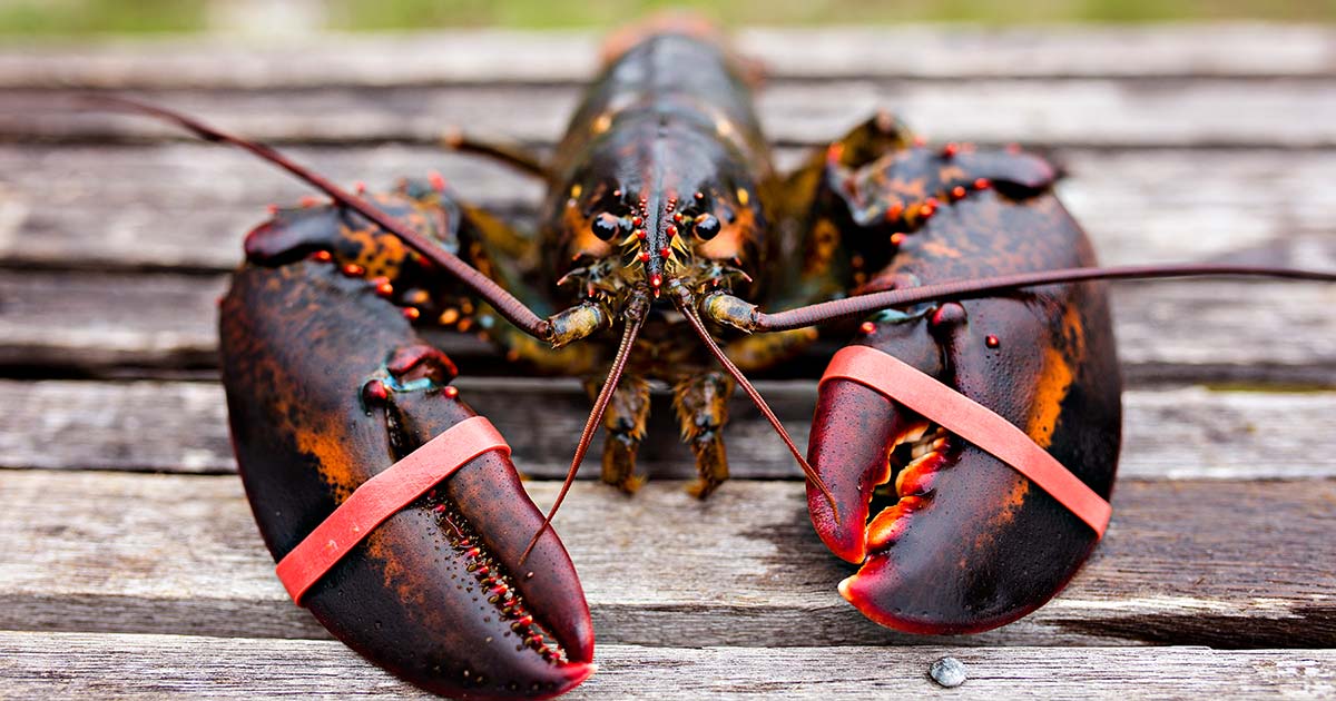 Exploring the World of Raw Seafood: Can Lobster Be Eaten Raw?