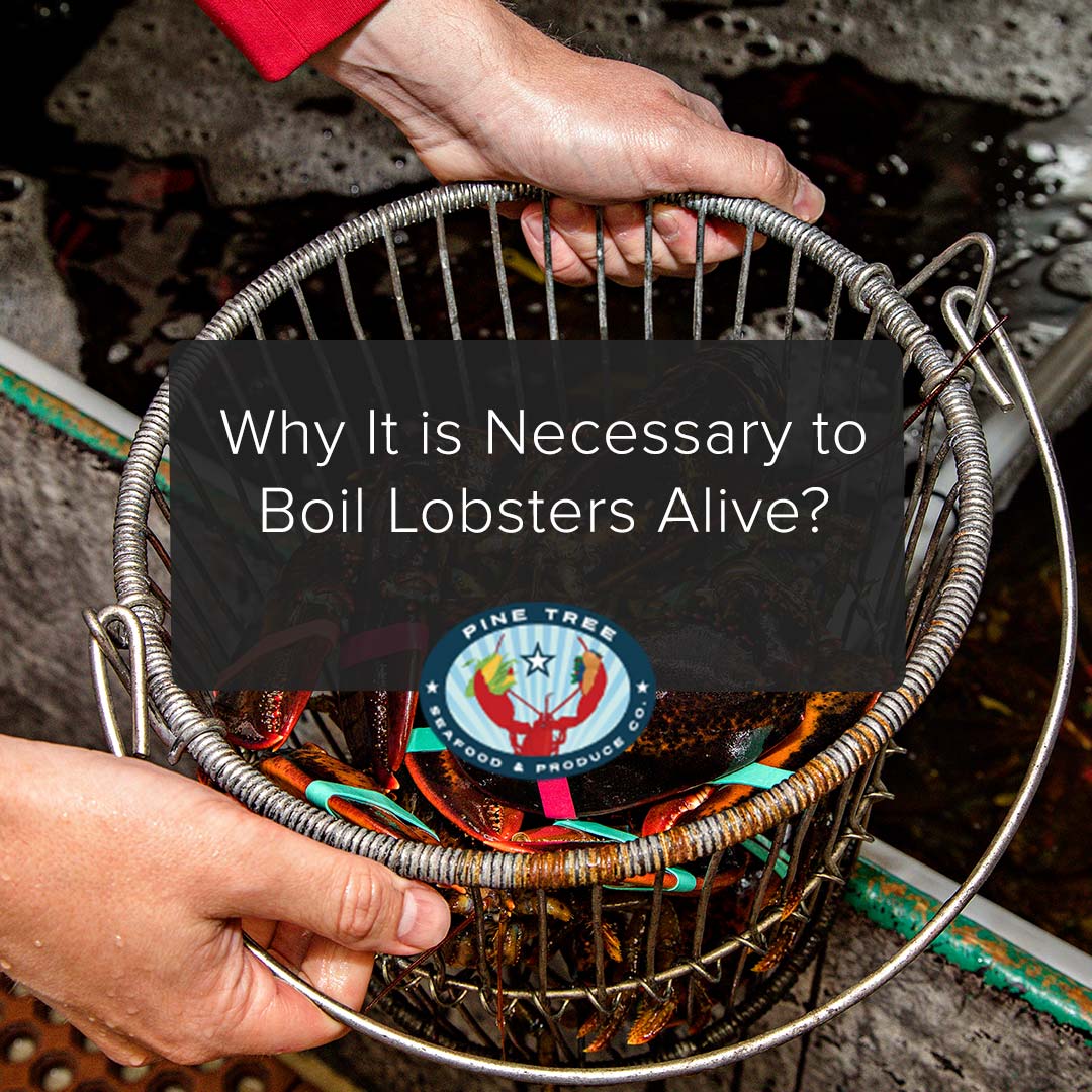 Why It is Necessary to Boil Lobsters Alive?