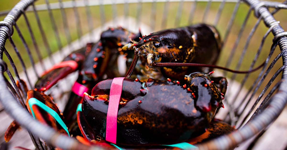 Maine Seafood 101: Beyond the Lobster